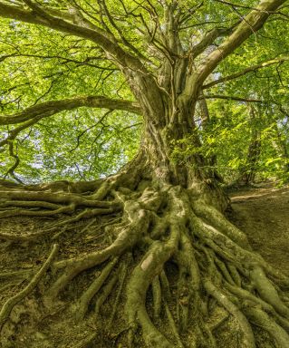 Captured in summer, a grand tree with sprawling roots offers a serene natural landscape.