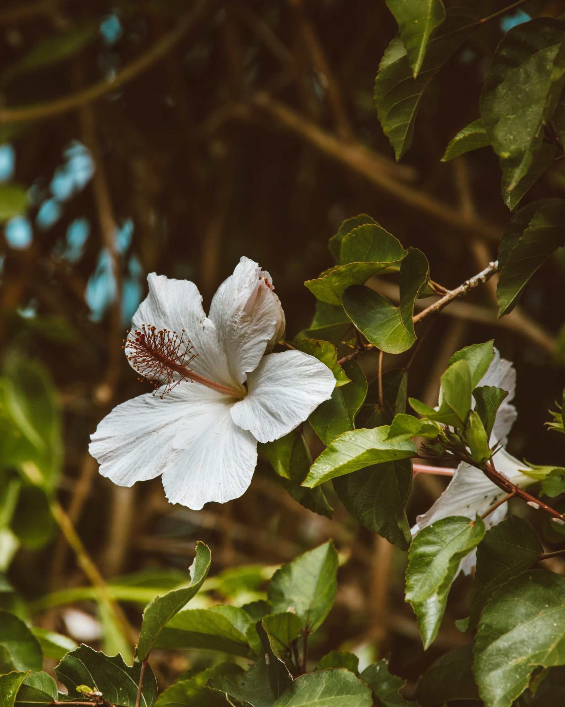A stunning white hibiscus flower with lush green leaves in a Hawaiian garden.