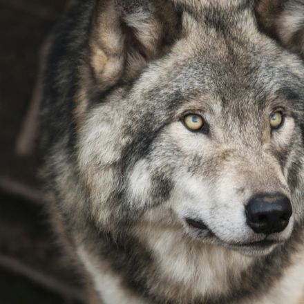 Majestic gray wolf with piercing eyes in a detailed wildlife portrait.