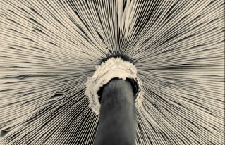 Macro view of a mushroom underside with intricate gill patterns in black and white.