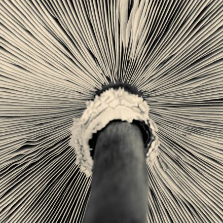 Macro view of a mushroom underside with intricate gill patterns in black and white.