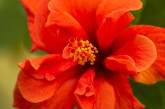 A close-up shot capturing the vibrant red hues of a blooming hibiscus flower with detailed petals.